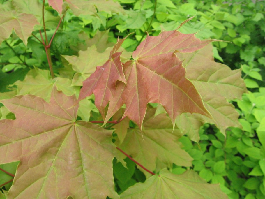 Клён мелколистный, остролистный