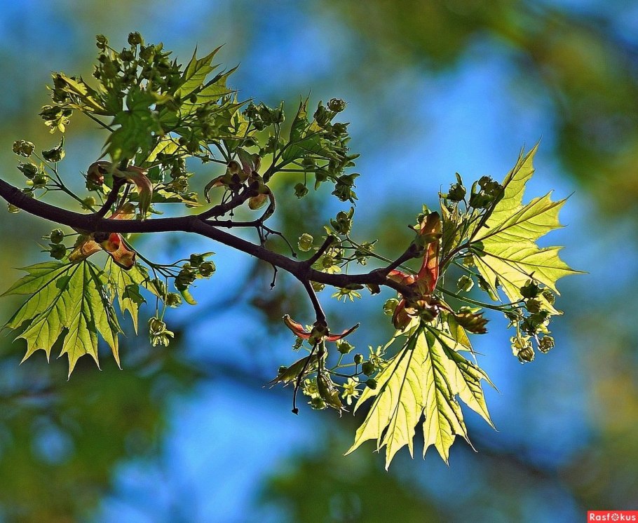 Клён семёнова