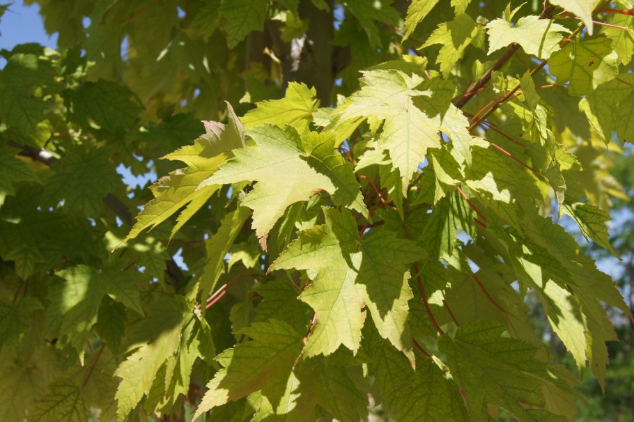 Клен Фримана "Элегант"