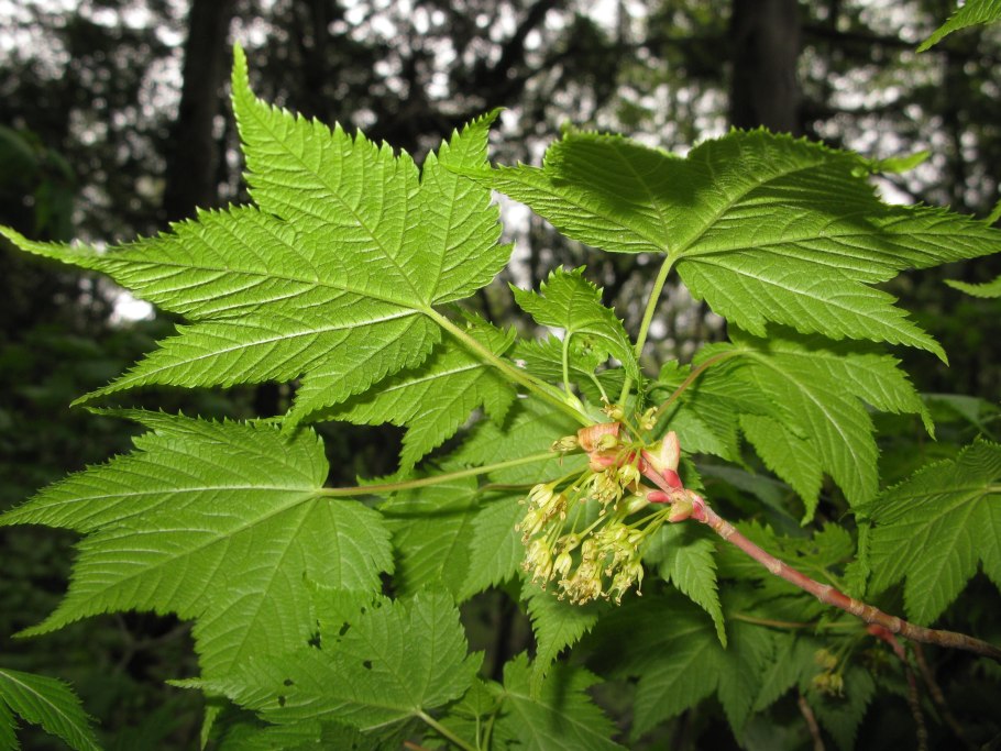 Клен Даурский