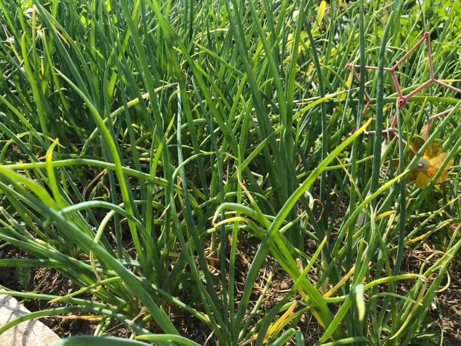 Лук севок китайская посадка