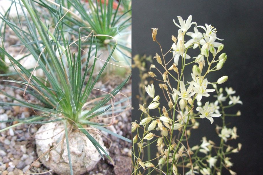 Птицемлечник sardienii