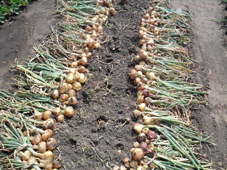 Посевной лук стрелка