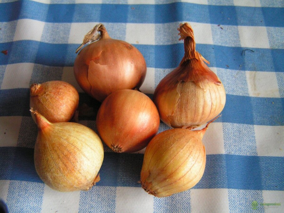 Лук Эксибишен Дабл