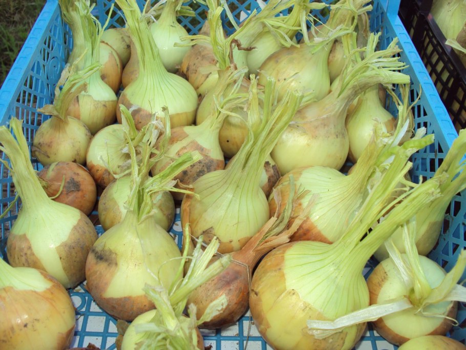 Гандана лук