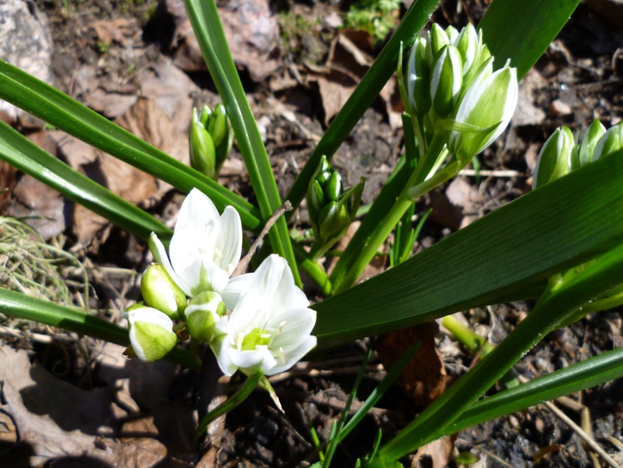 Многолетний лук слизун