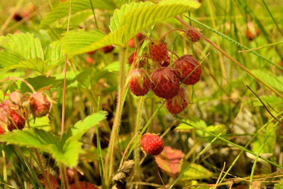 Земляника Дикая Лесная