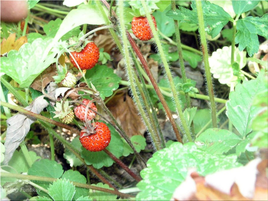 Fragaria virginiana