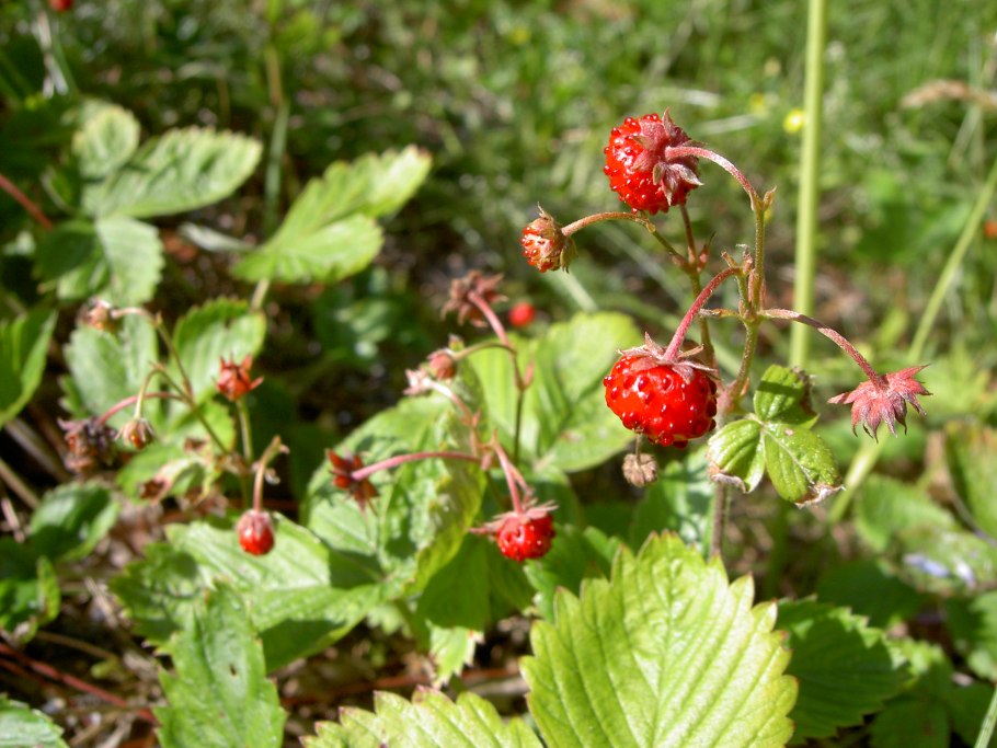 Виргинская земляника Fragaria virginiana