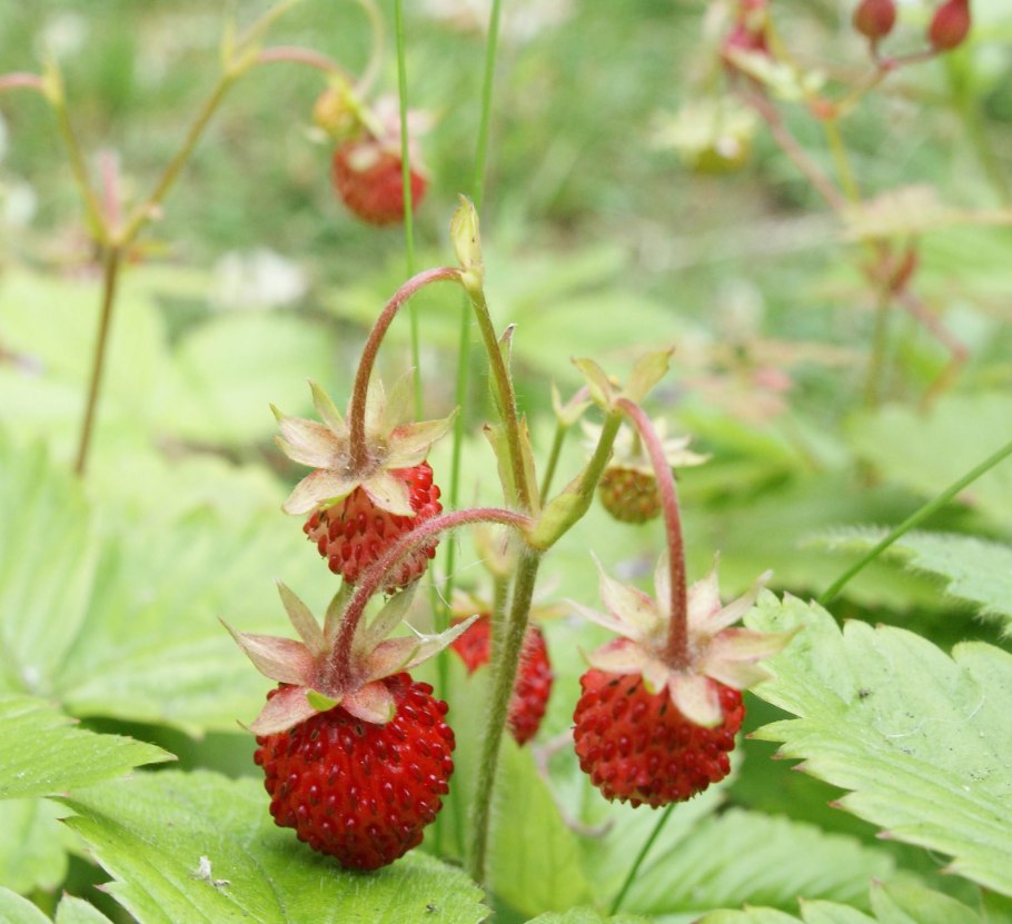 Земляника ред Вондер