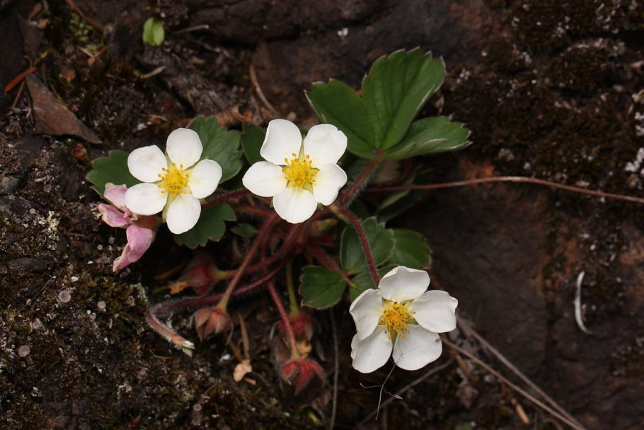 Fragaria chiloensis