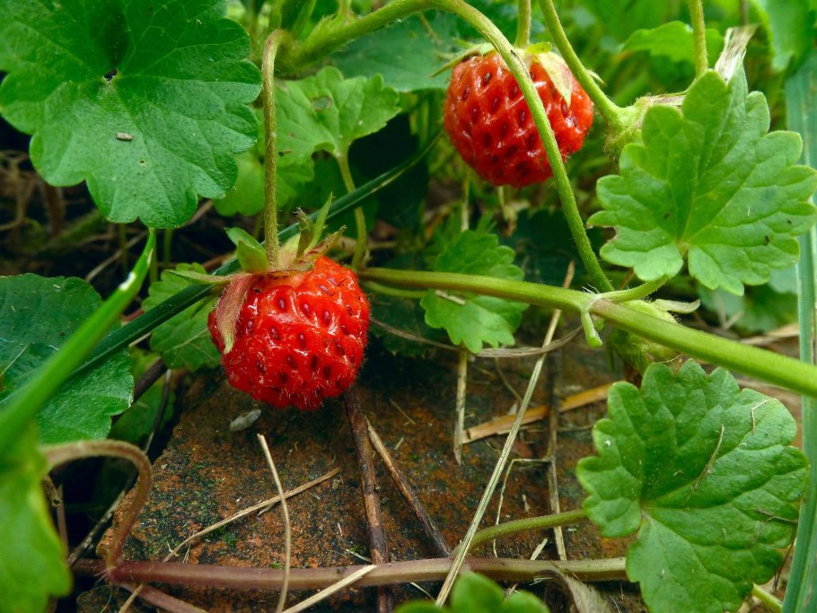 Fragaria virginiana клубника