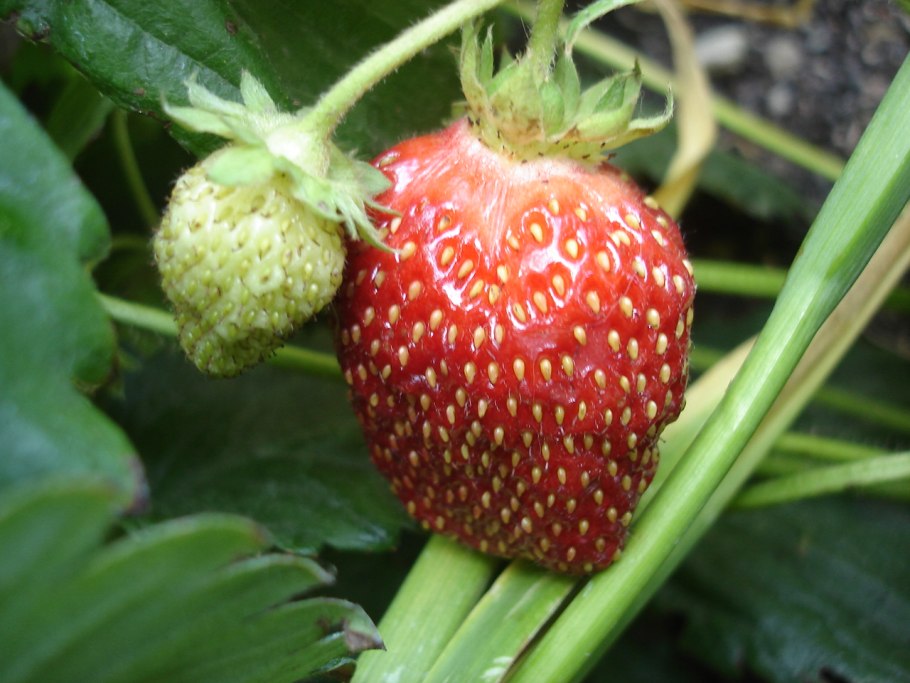 Земляника мускусная листья