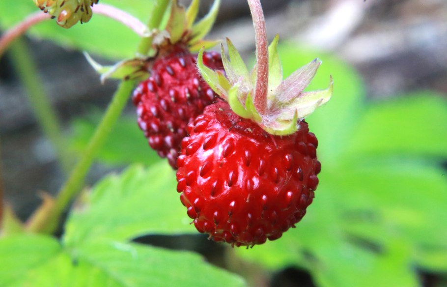 Fragaria chiloensis