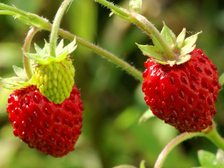 Земляника лесная