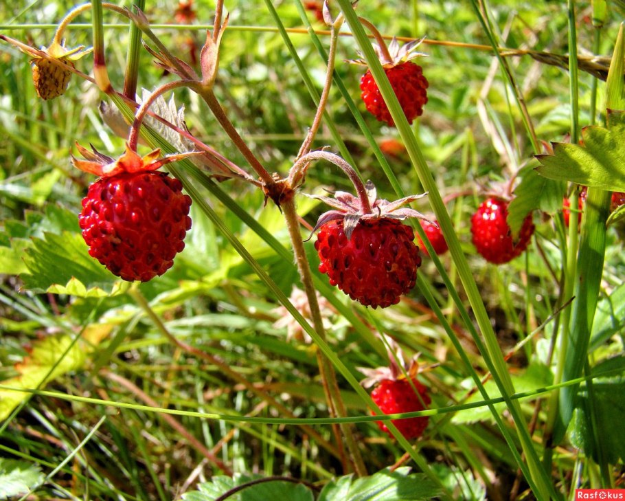 Земляника Лидия