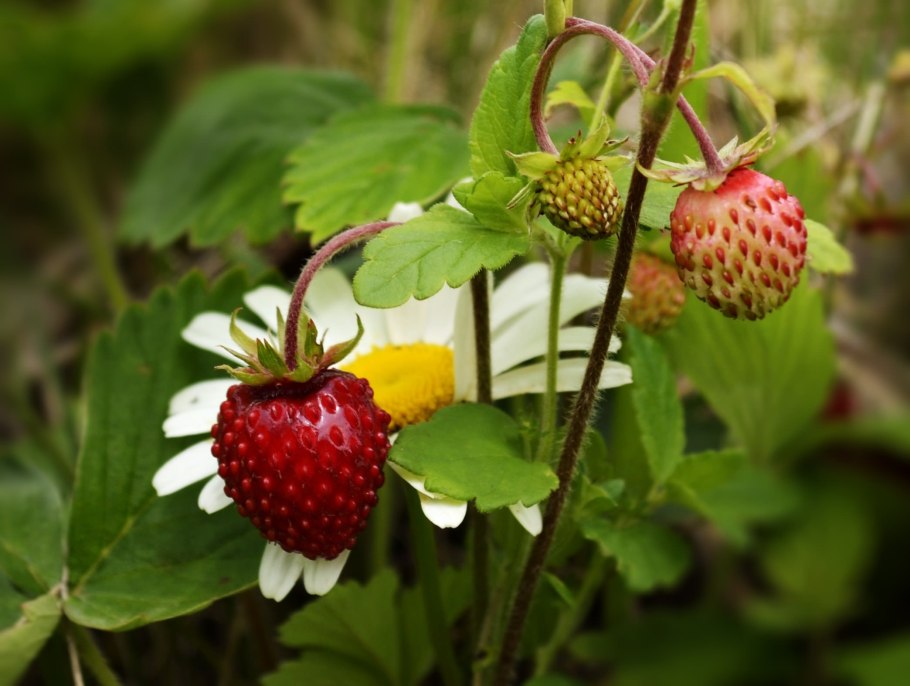 Fragaria virginiana клубника