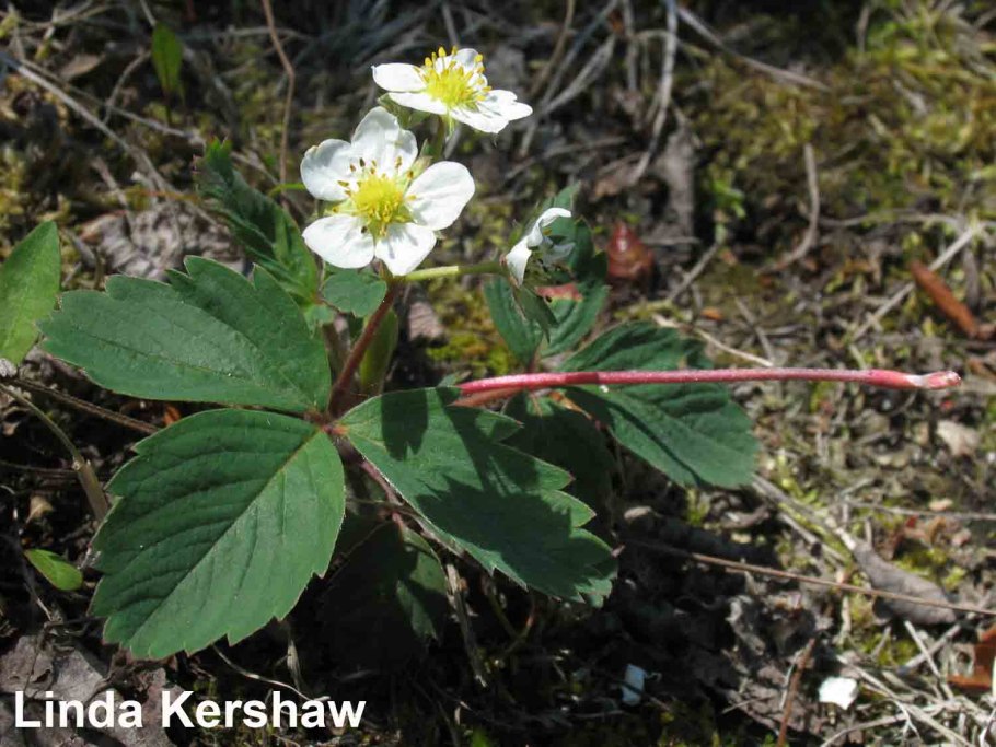 Пляжная клубника Fragaria chiloensis var. Chiloensis forma chiloensis