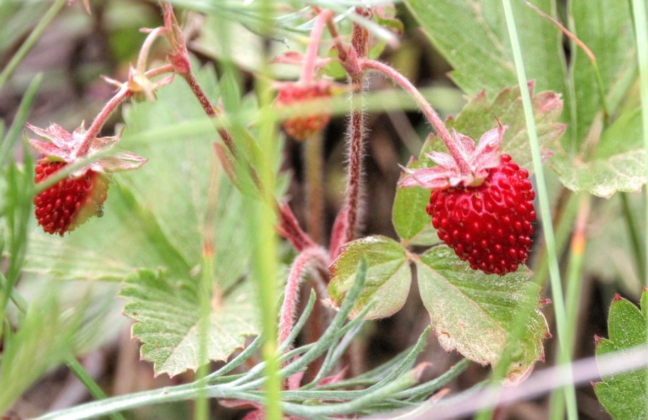 Земляника Чилийская