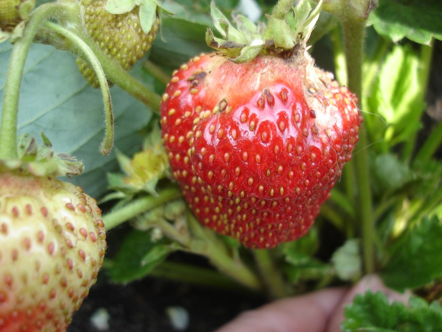 Клубника виктория куст