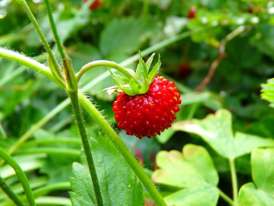 Fragaria chiloensis