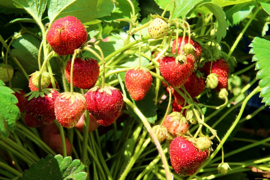 Виктория ягода Артемида