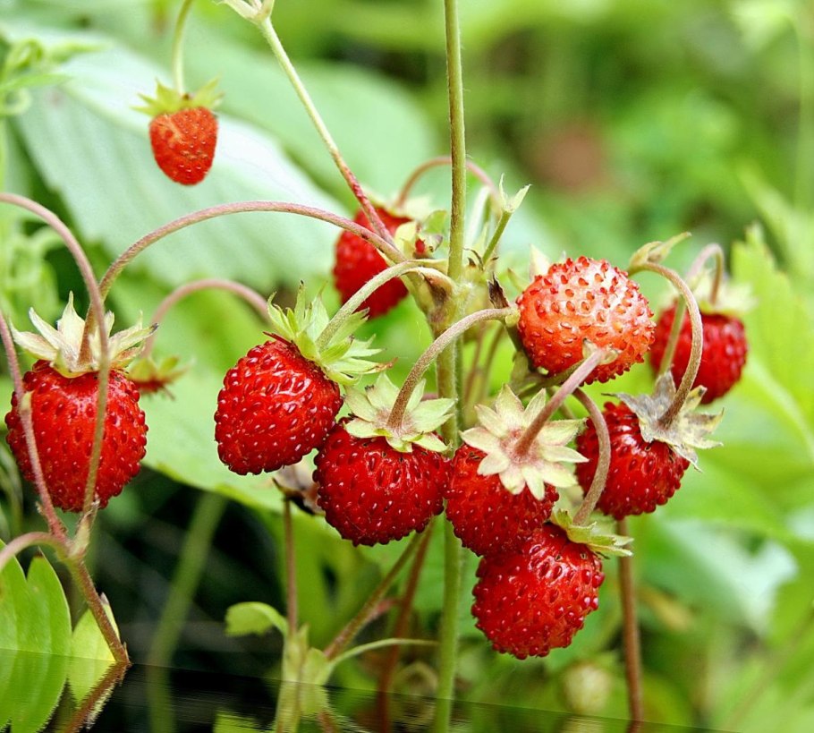 Fragaria virginiana клубника