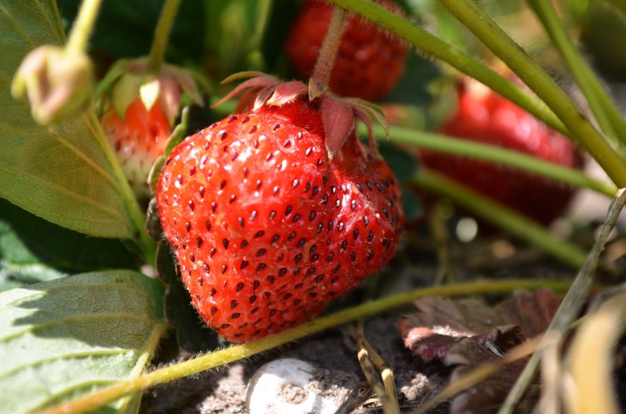 Fragaria перевод