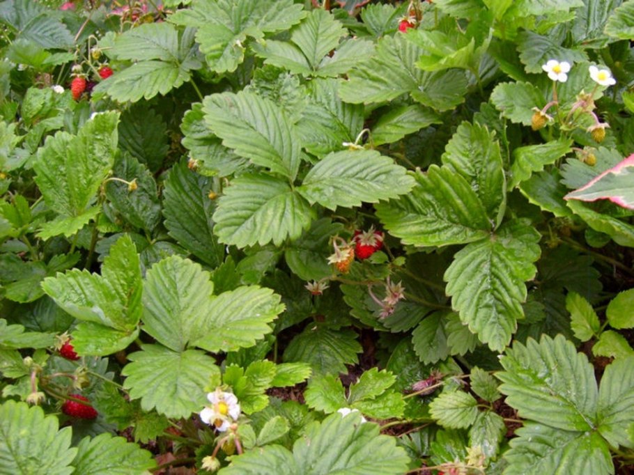 Как выглядит земляника фото Лесная