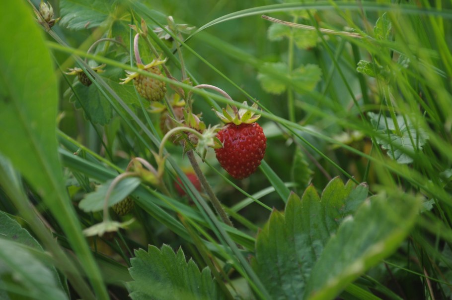 Fragaria virginiana клубника