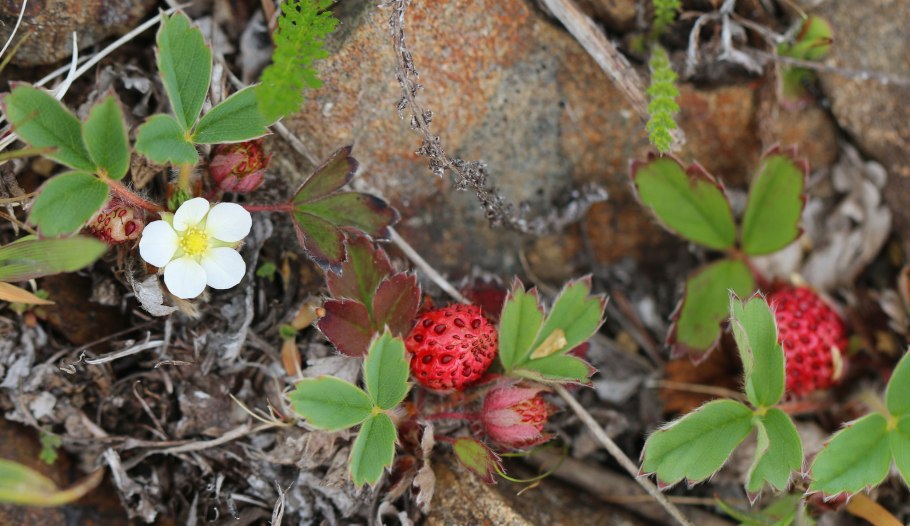 Fragaria orientalis