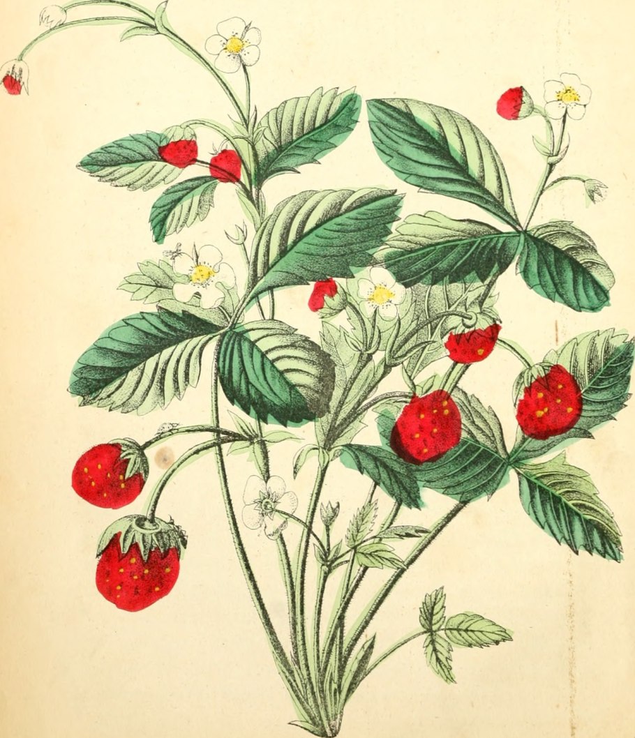 Fragaria virginiana земляника