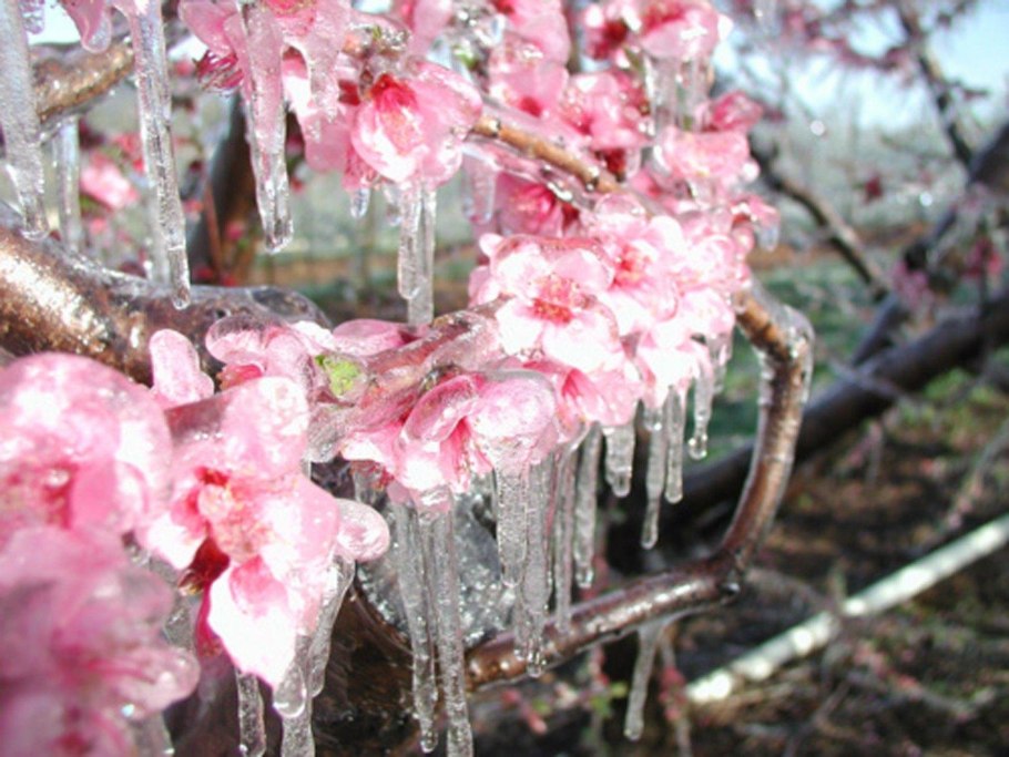 Цветы подо льдом