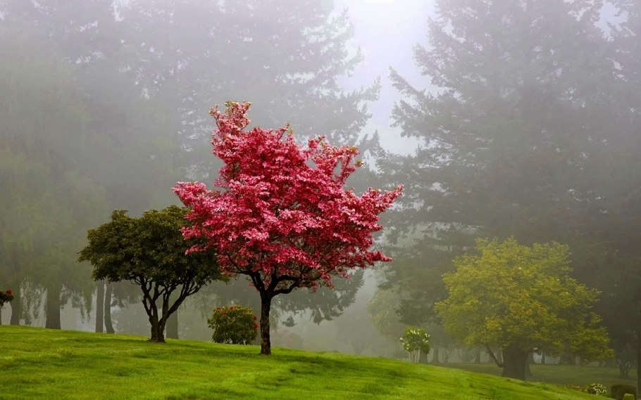 Цветущее дерево в тумане