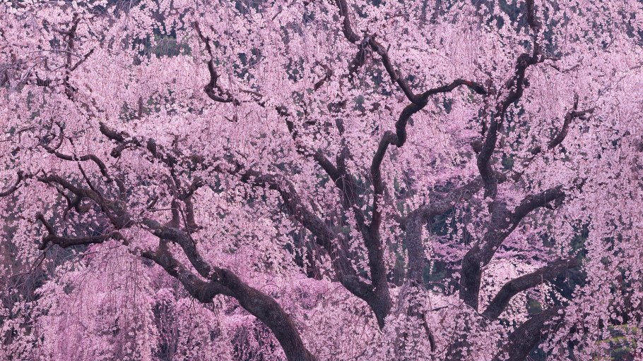 Эстетика розовых деревьев