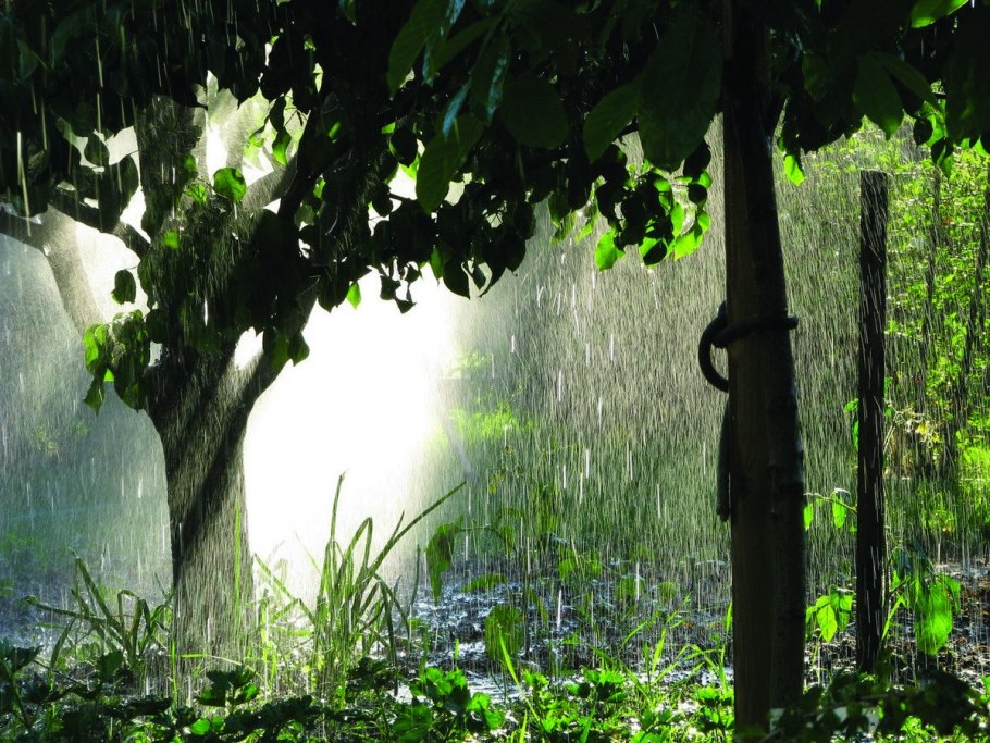 Летний дождь в саду