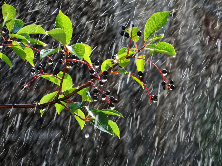 Черемуха дождь