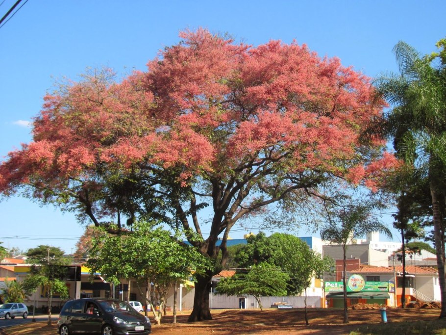 Растения и деревья Сальвадора