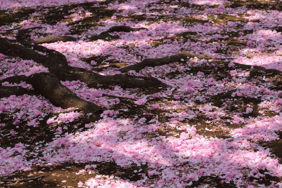 Лепестки Сакуры на земле