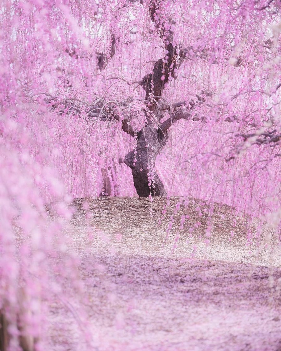 Японское дерево розовое