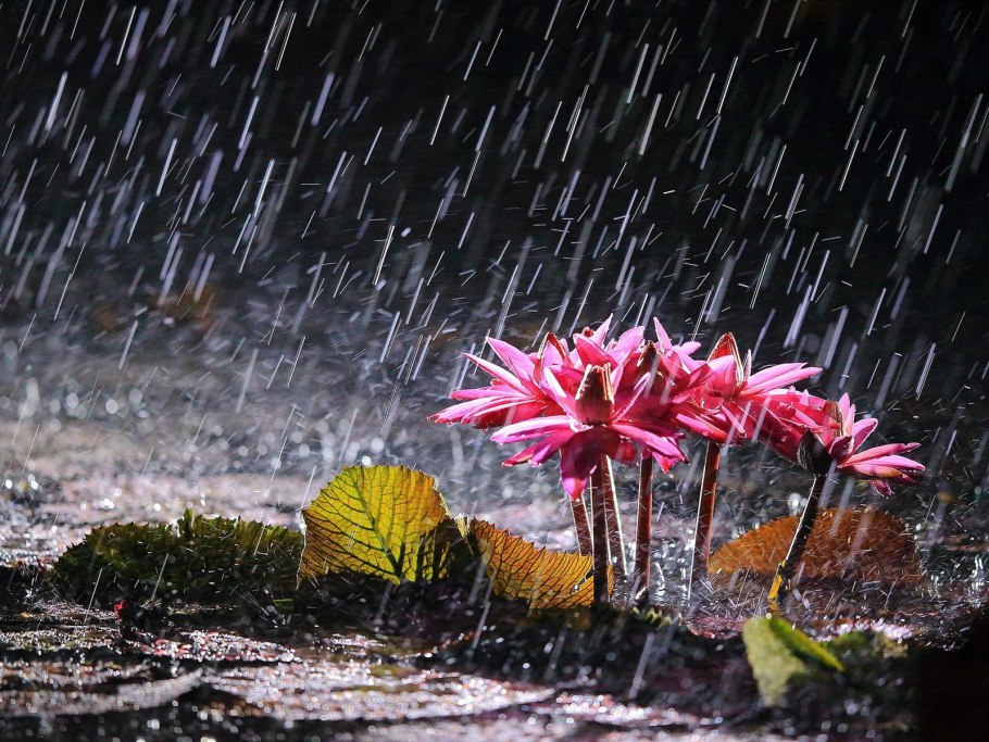 Цветы под дождем