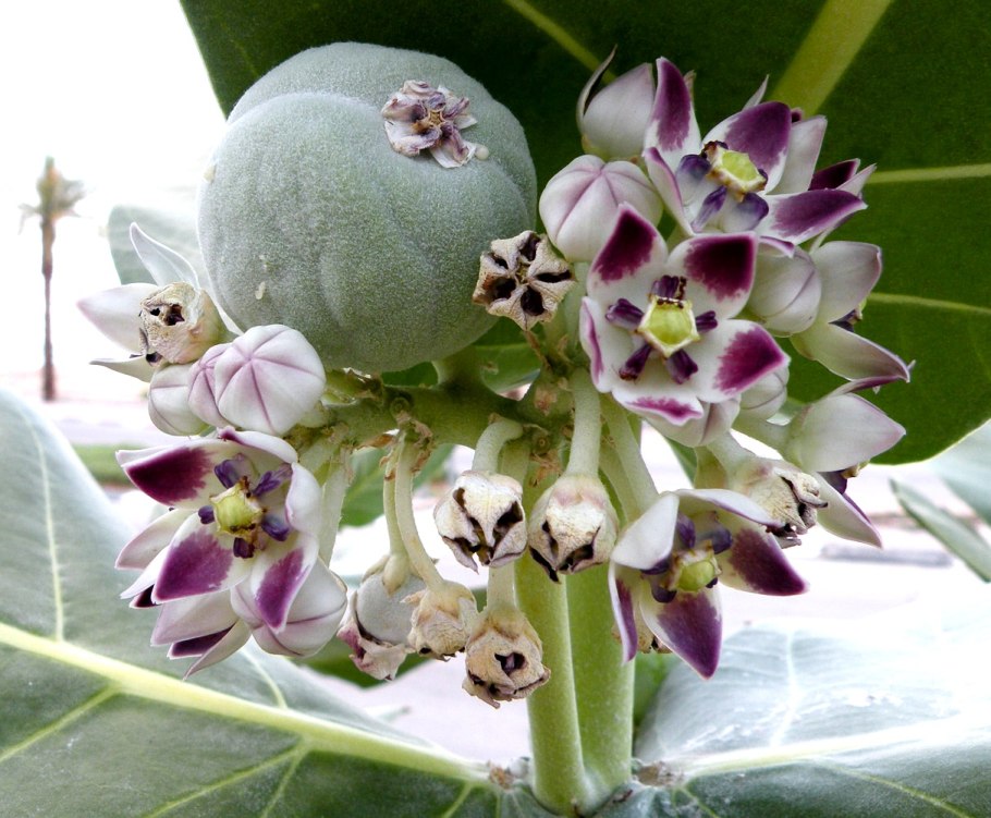 Calotropis procera Содомское яблоко