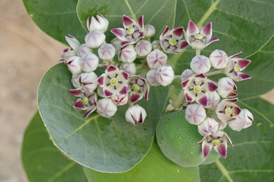 Calotropis procera Содомское яблоко