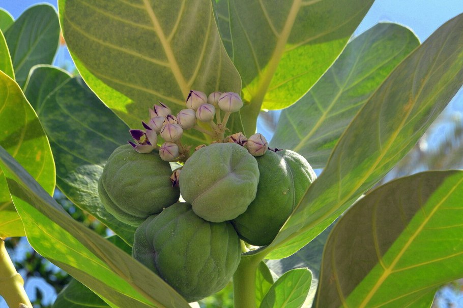 Calotropis procera Содомское яблоко
