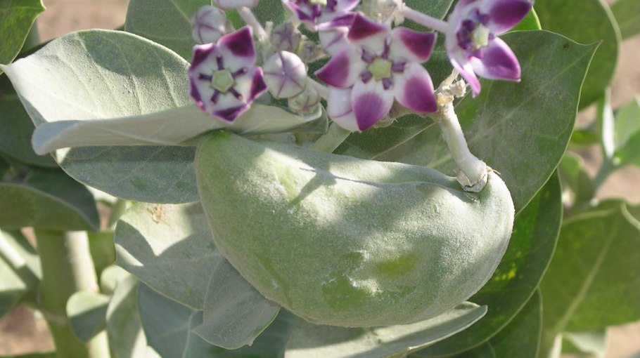 Калотропис Гигантелла