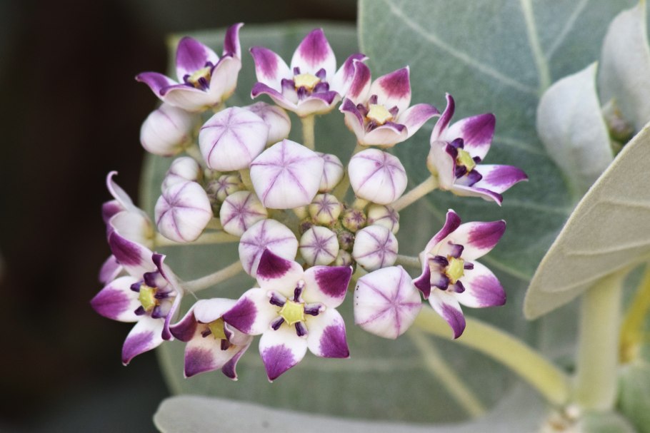 Калотропис цветок