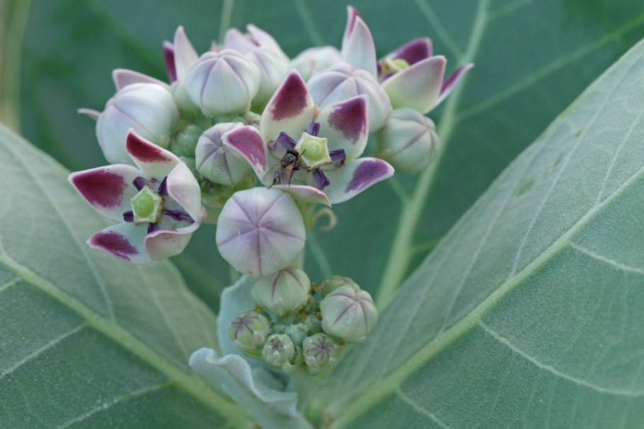 Калотропис гигантский