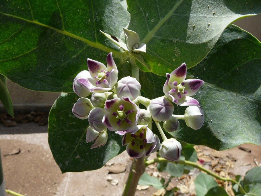 Содомово яблоко Calotropis procera