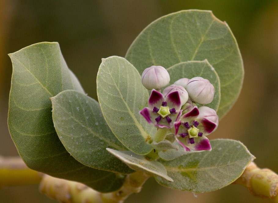 Calotropis gigantea (Калотропис)