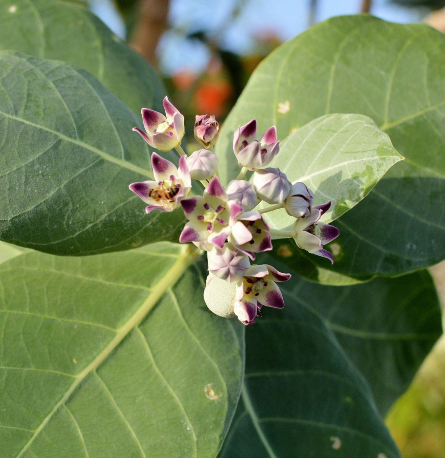 Calotropis procera Содомское яблоко